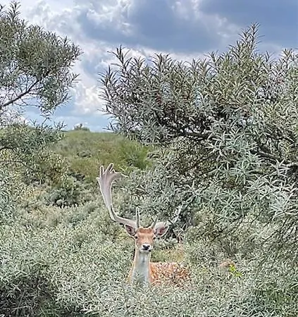 Apartmán De Zeemeermin, Free Parking *
