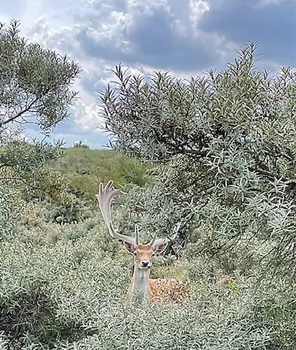 Appartement De Zeemeermin, Free Parking *